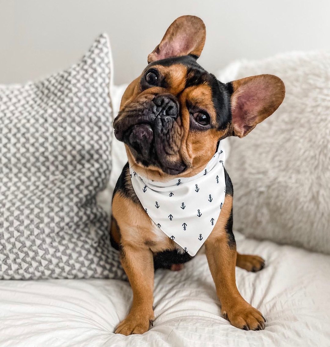 (Insert adorable head tilt here)* 🎬 Perfectly done by the adorable Georrge (@judgmentalfrenchies) wearing our favorite Hamptons Reversible Bandana! One side features anchors and the other side features baby blue and white strips! Shop now for 50% off at checkout! ⚓️