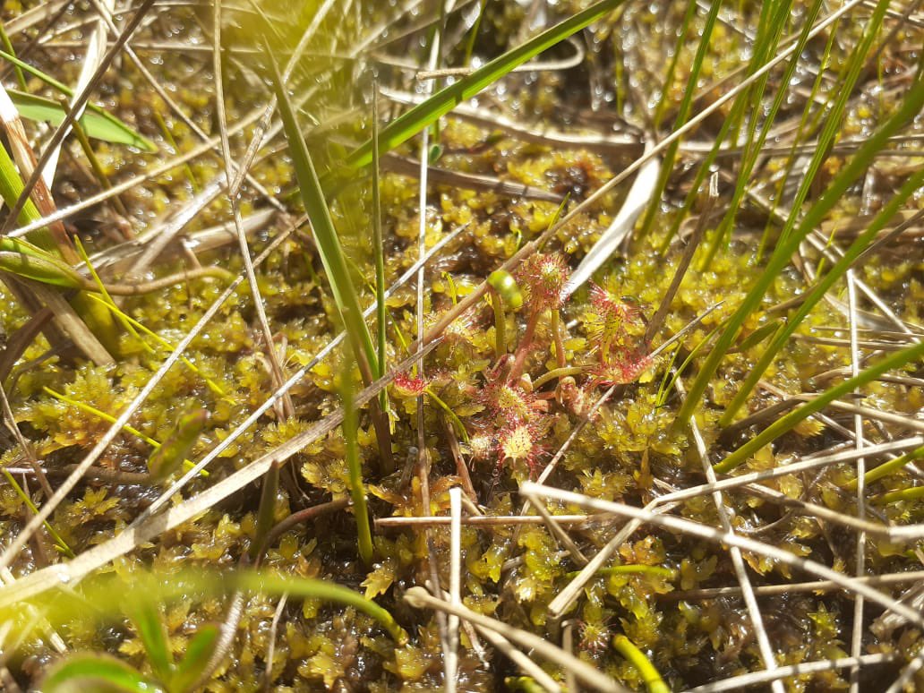 Carolina Olid tweet media