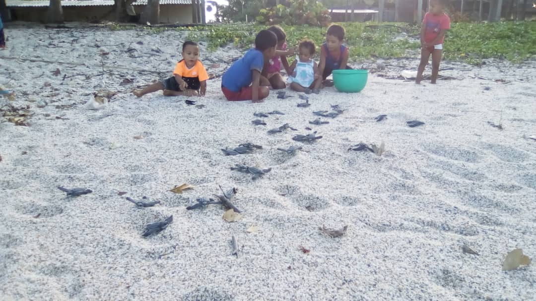 CICTMAR's tweet photo. #30May La maternidad comenzó a producir tortuguillos en #Paria. Anoche no salieron más hembras en #Querepare. #2023tortugasdeParia #TurtleTuesday #seaturles 📱E. Campos, #Cipara https://t.co/tE28i7zVc4