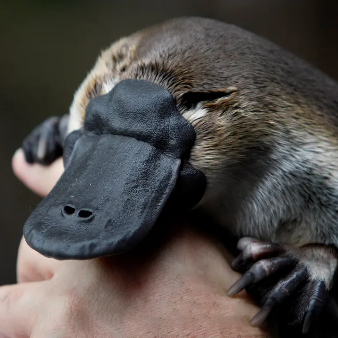 Did you know that platypus do not have teeth, but use grinding pads in their mouths to chew their food? 😮 

@VisitMackay @go_australia @queensland @australia #thisisqueensland #seeaustralia #visitmackay #holidays #wildlife #nature #queensland #lovethereef #travel #australia