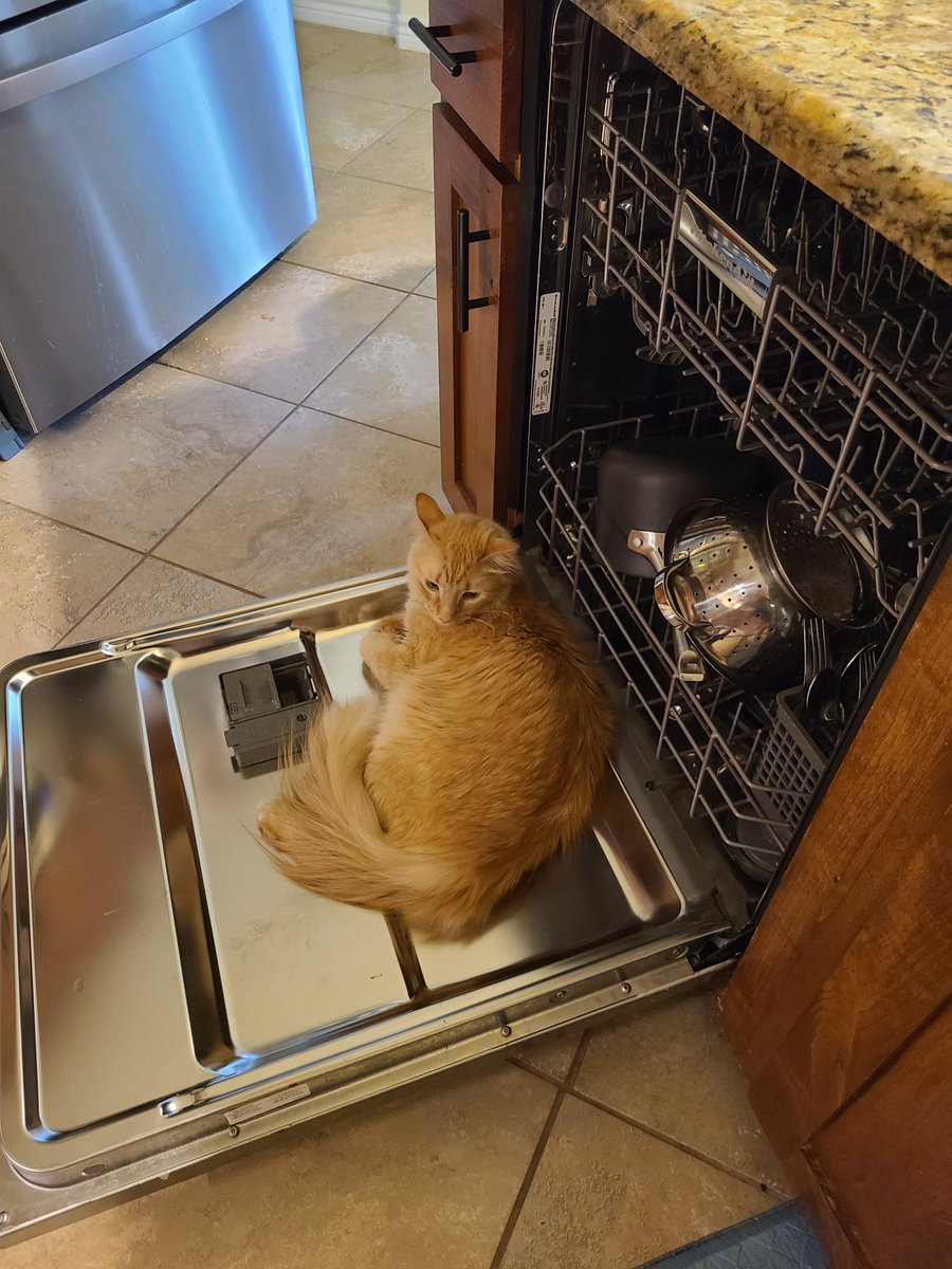 #CatsOnTwitter
I turned around, and was like well ok. I don't think Apollo had any intentions of helping unload. LOL