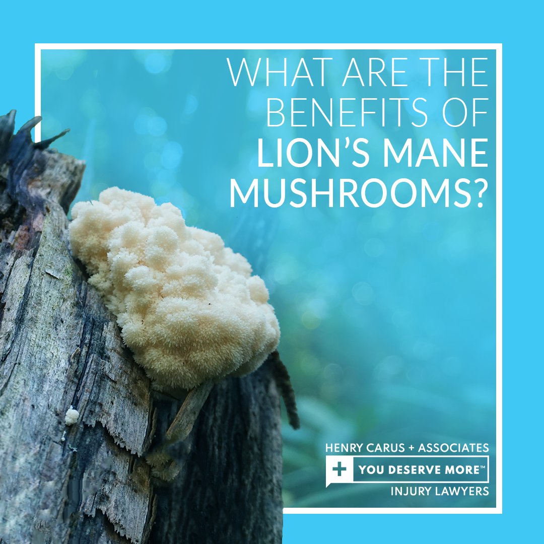 New research reveals that #lionsmane mushrooms can enhance memory, stimulate nerve cell growth in the brain, help prevent early Alzheimer's disease, and alleviate depression and anxiety! Discover how this fungus can sharpen your brain + nourish your body today! 🍄 #YouDeserveMore