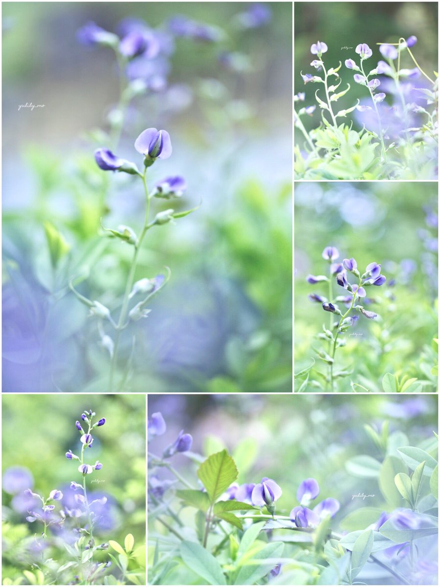 .*･ﾟ
おはようございます☁️ᵕ̈*

5月最後の日
今日も よろしくお願いいたします(˶'ᵕ'˶ )︎⟡.·

穏やかな一日を 過ごせますように＊.｡.:*･ﾟ＊

 #photography 
 #TLを花でいっぱいにしよう 

いつも ありがとうございます✨️
𓂃𓈒𓏸𓍯 ⋆* 紫千代萩 💜.*･ﾟ