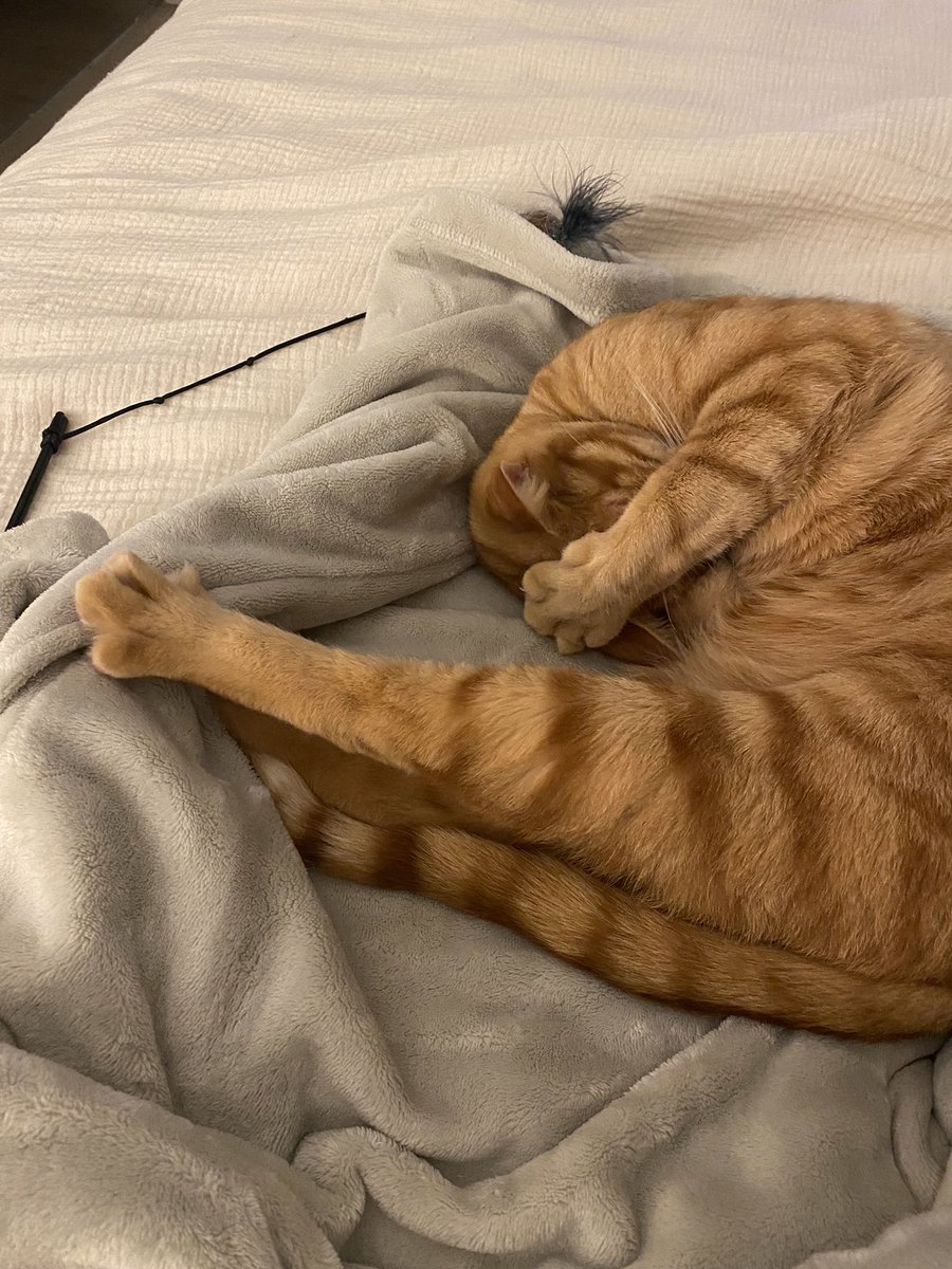 めろん🍈 tweet media