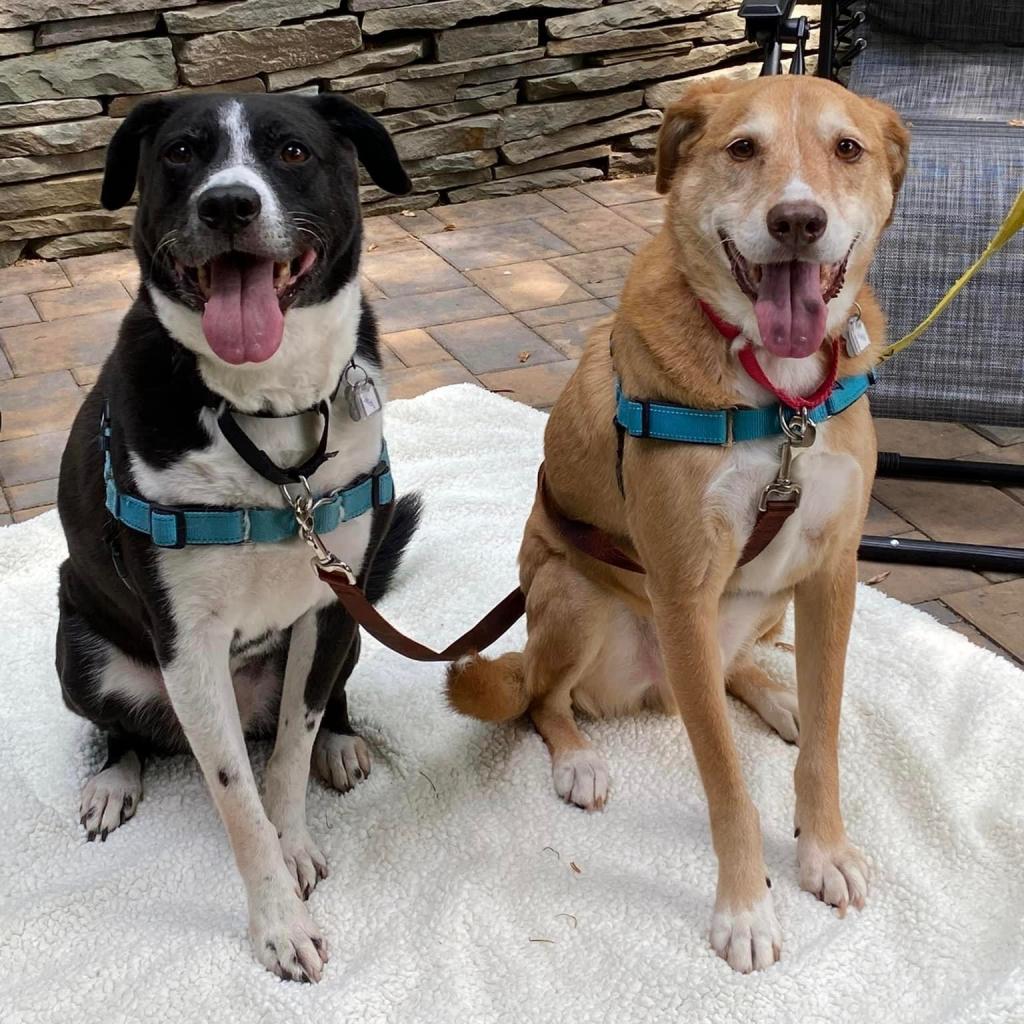 For this #TLCTuesday we're introducing  bonded pair Starsky & Hutch. 🌟🐶🌟 Always ready for adventure, whether it's chasing balls or cuddling up for movie nights. ❤️ Double the love, double the fun! #dogsoftwitter #adoptme #animalrescue #adoptdontshop ow.ly/MxJB50OAgji