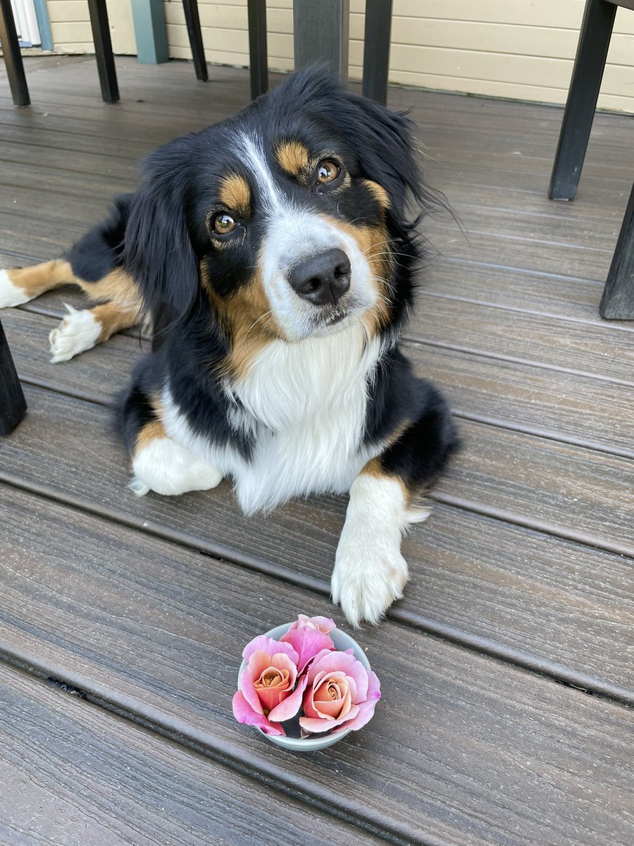lauranissen's tweet photo. Two of my favorite things. #RealDog #RealRoses #Birdie https://t.co/2GnIP5Mq6h