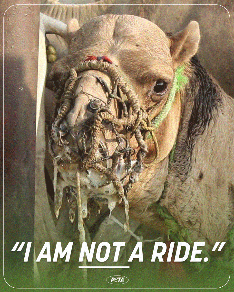 peta's tweet photo. Camels forced to carry tourists are often beaten with sticks, deprived of adequate food, water, or care, &amp; even killed for meat. 
 
Speak up when you see folks glamorizing this cruel industry on social media—don’t ride camels ❌🐪 https://t.co/2Dbn3qIZlK