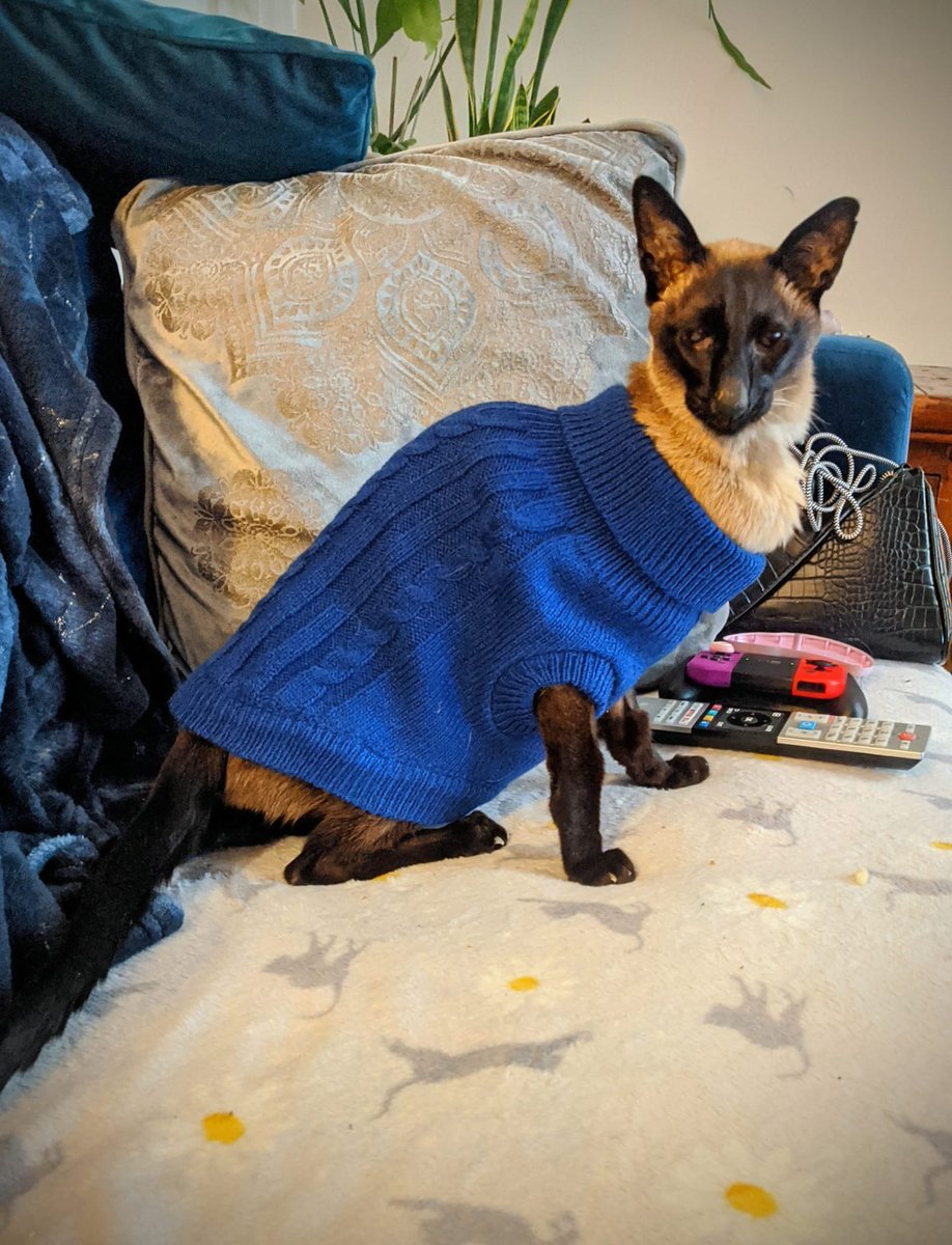 Sofi_pls's tweet photo. Lost my little friend over the bank holiday. Taking some time off to grieve and adjust. If you have a wee furry friend in your life give them an extra squeeze today🌈 ❤️ https://t.co/aueXv2BH6m