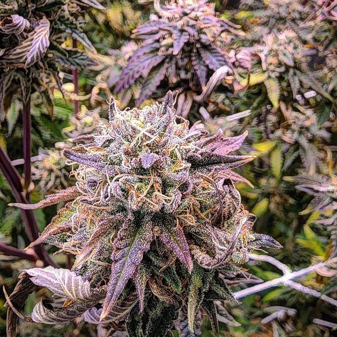 Cherrilicious Seeds available
.
Cherry GAS x Cherry Frosting 

Get em direct or at the seedbanks
<a href="/supremeseedbank/">Supreme Seedbank & Clones</a> 
<a href="/NeptuneSeedBank/">Neptune Seed Bank</a>