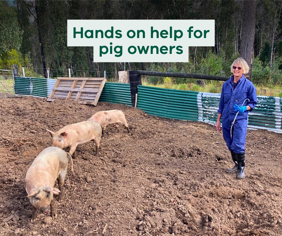 Protect your pigs from diseases by making biosecurity a priority 🐷

Our staff can visit your property and help you develop a strong biosecurity plan and undertake free worm testing for your pig herd.

For more information, visit go.vic.gov.au/3to9AAZ