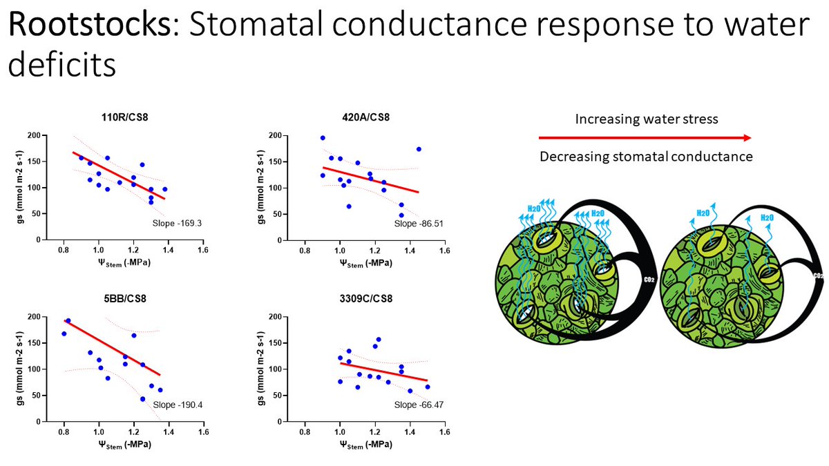 In collaboration with @herrickgrapevines we are working on response of rainfed and irrigated Cabernet Sauvignon's response to water deficits with different rootstocks