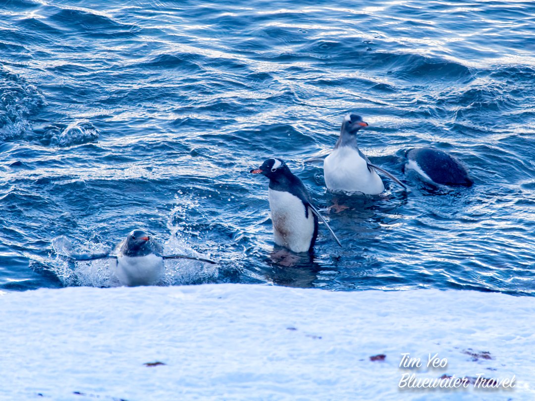 OceanConnectors's tweet image. Read our new blog by Bluewater Photo &amp;amp; Travel:
oceanconnectors.org/raising-awaren…