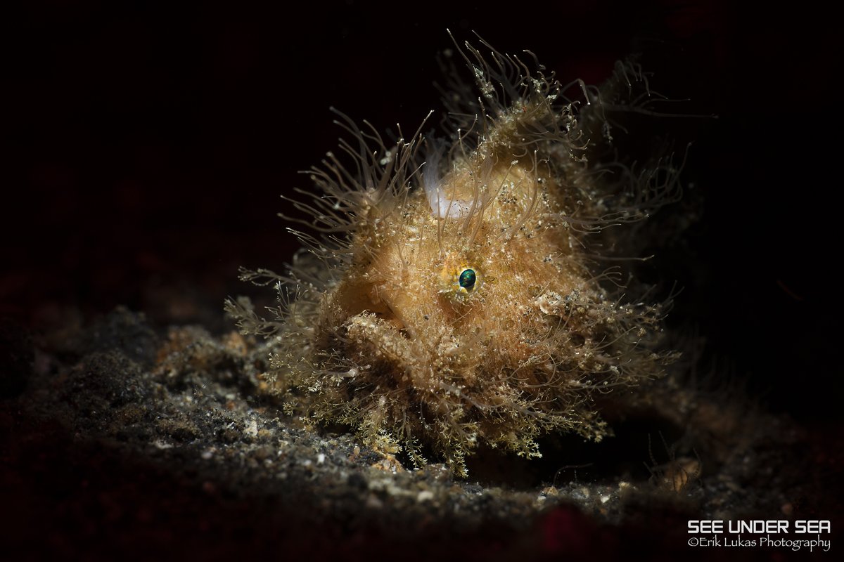 OceanConnectors's tweet image. Read our new blog by Bluewater Photo &amp;amp; Travel:
oceanconnectors.org/raising-awaren…