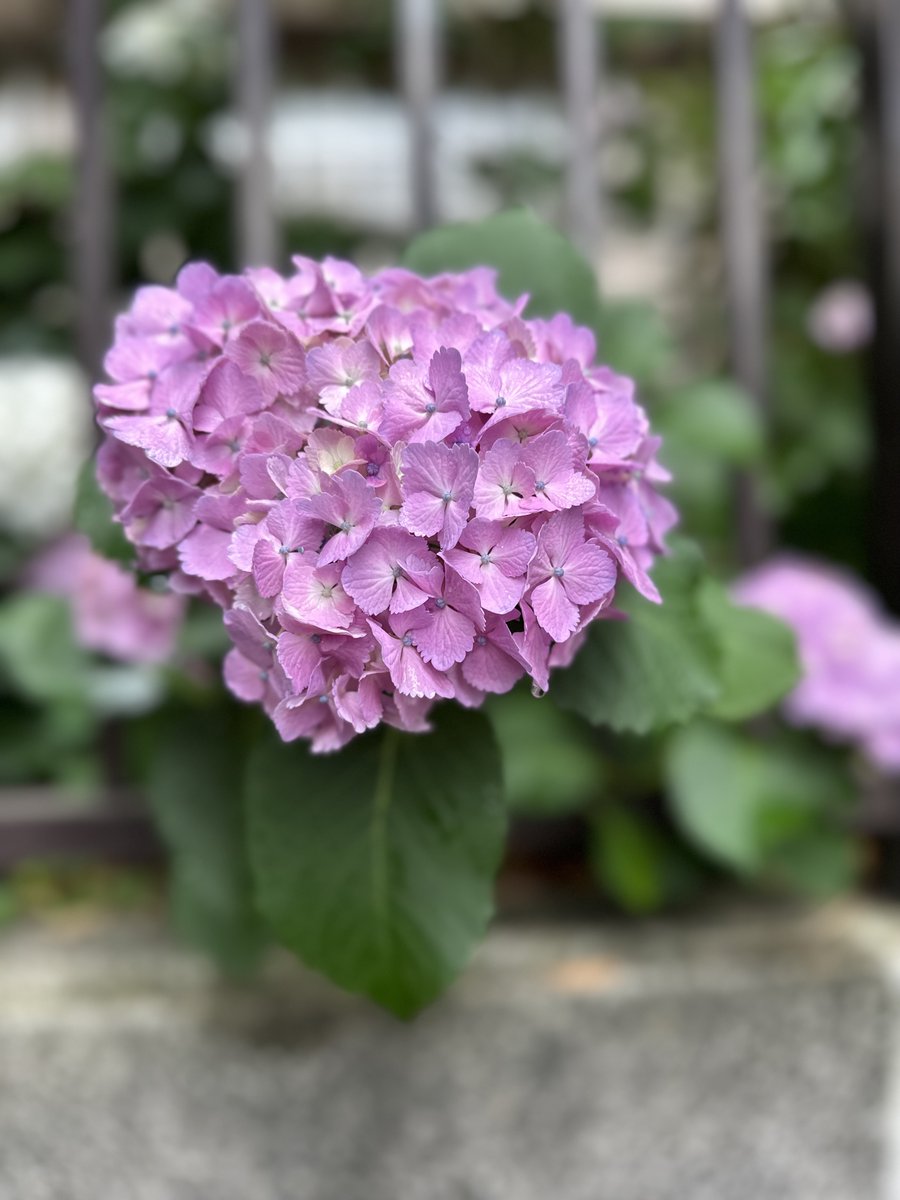 EllieJapan2022's tweet photo. Look, the rainy season starts in Japan!
#rainydays #humidity #presummer #familytime #roadside #violet #white #Japan #Tokyo https://t.co/AsMVudVsXG