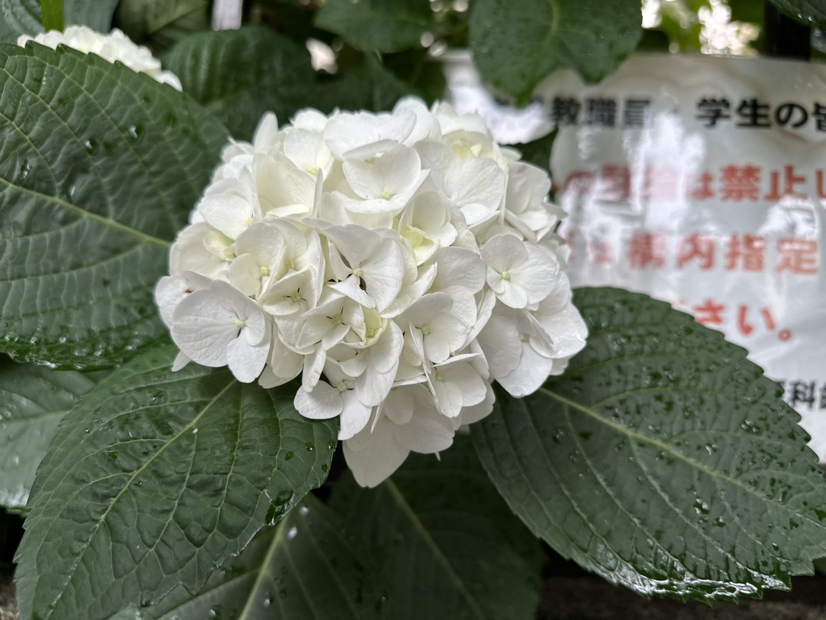 EllieJapan2022's tweet photo. Look, the rainy season starts in Japan!
#rainydays #humidity #presummer #familytime #roadside #violet #white #Japan #Tokyo https://t.co/AsMVudVsXG
