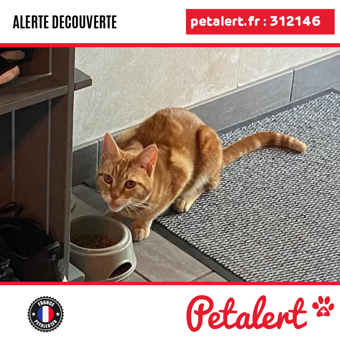 petalert_france's tweet photo. Trouvé #Chat #Meuse #NancoisSurOrnain #Petalert #PetAlert55 / https://t.co/ixJGpIaUCI https://t.co/dkFlZdNUFW