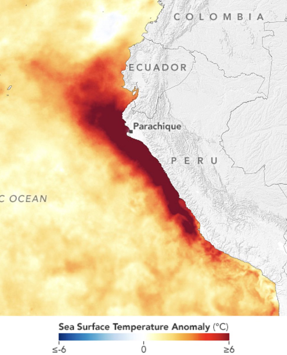 A complete shutdown of cold water ocean upwelling off the coast of Peru is the sign of a strong impending El Niño... It was along this coast that the phrase was first coined by colonial Spanish fishermen. This is a huge anomaly.
