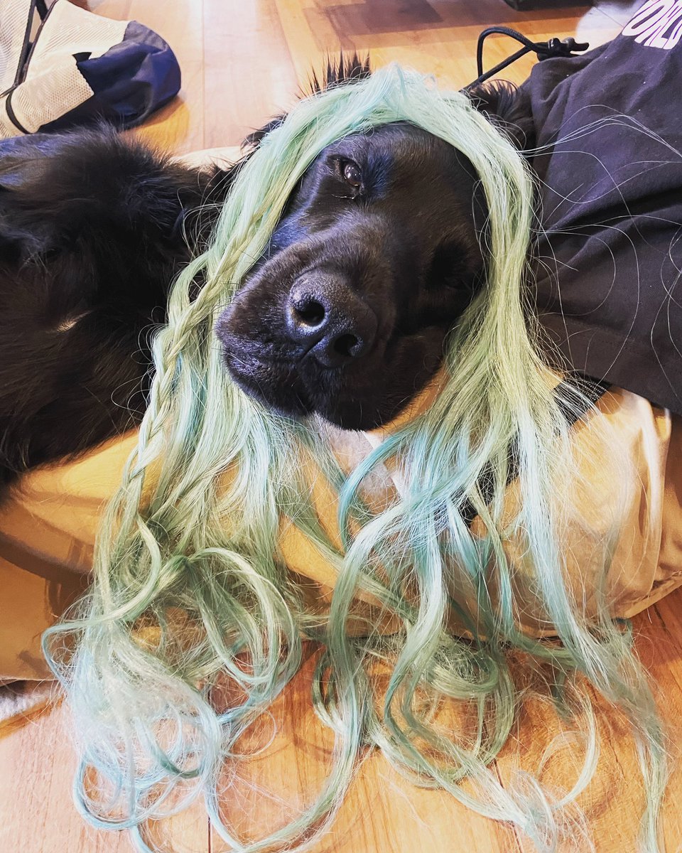 luketheflat's tweet photo. お姉ちゃんのお下がりのエクステで着飾った俺。

#flatcoatedretriever  #フラットコーテッドレトリバー #retriever #レトリバー　#エクステ　#hairextensions https://t.co/X5AE4Y2ZPZ