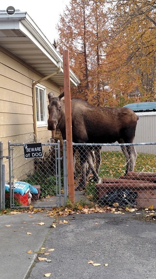 gnuman1979's tweet photo. What kind of dog is that? https://t.co/Qv7GFsWTPR