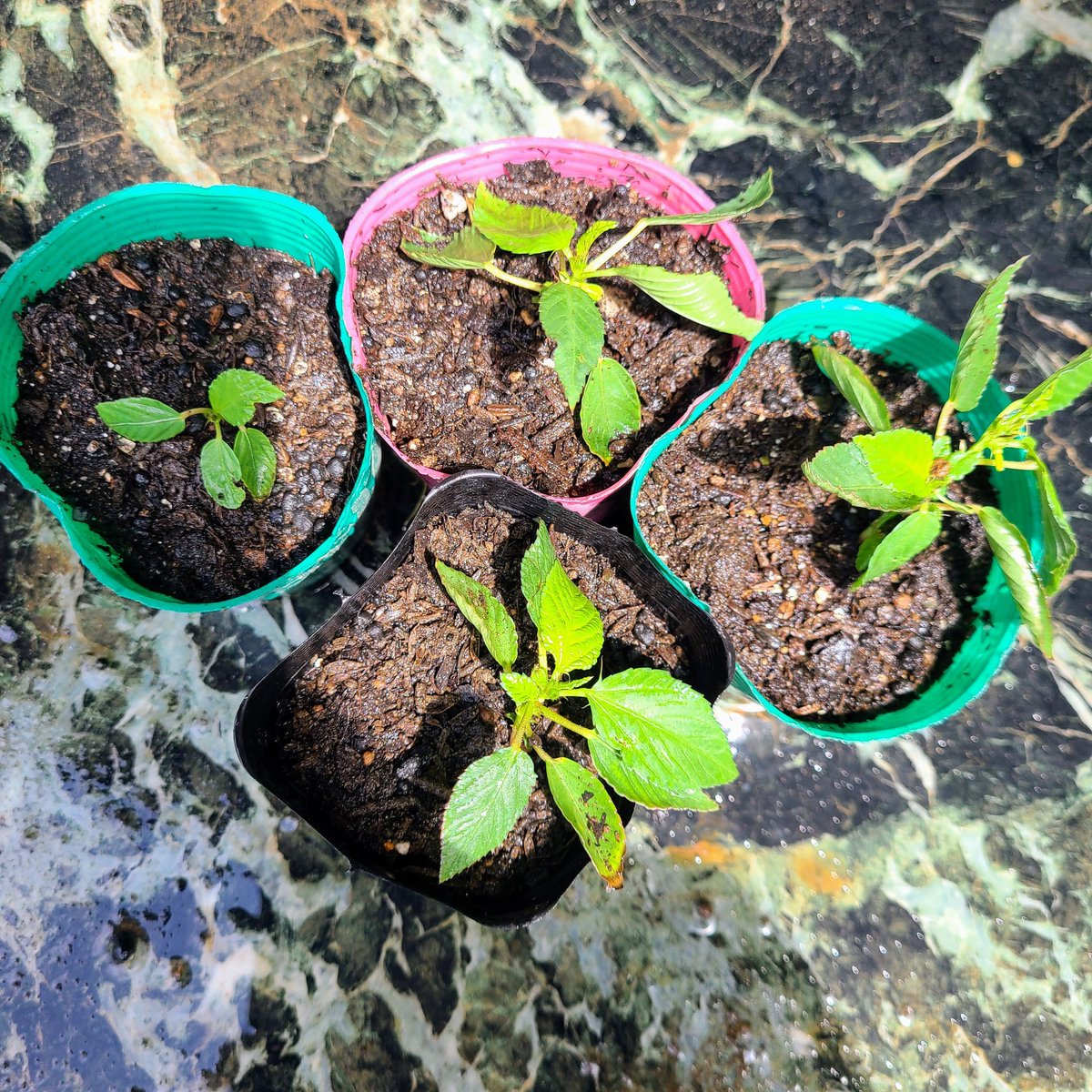 SaeCue's tweet photo. 5月にメロンと一緒に買った #モロヘイヤ 苗🌱
4本芽が生えてるので4ポットに分けました❗
水の中でそっと根を振ってるとパラパラっと1本ずつに分かれますよ🌱
#jewsmallow #naltajute #mulukhiyah #善光寺平宮沢農園 https://t.co/9L3JCDZPeD