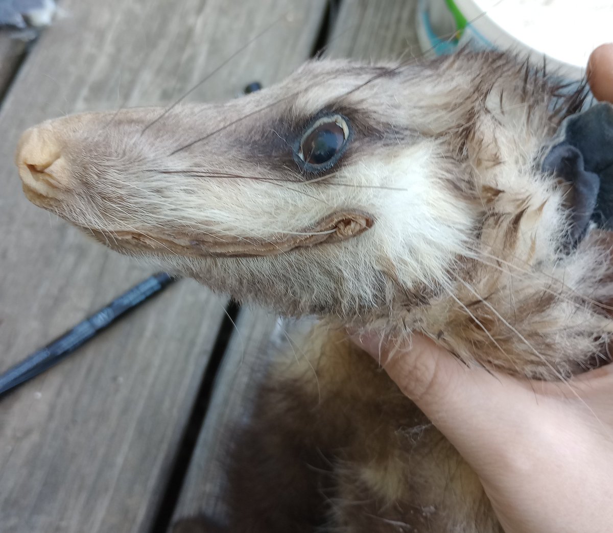 Kenny/Toby🩵🩷🤍🩷🩵 on Twitter "Tw// taxidermy / dead animal Update on my