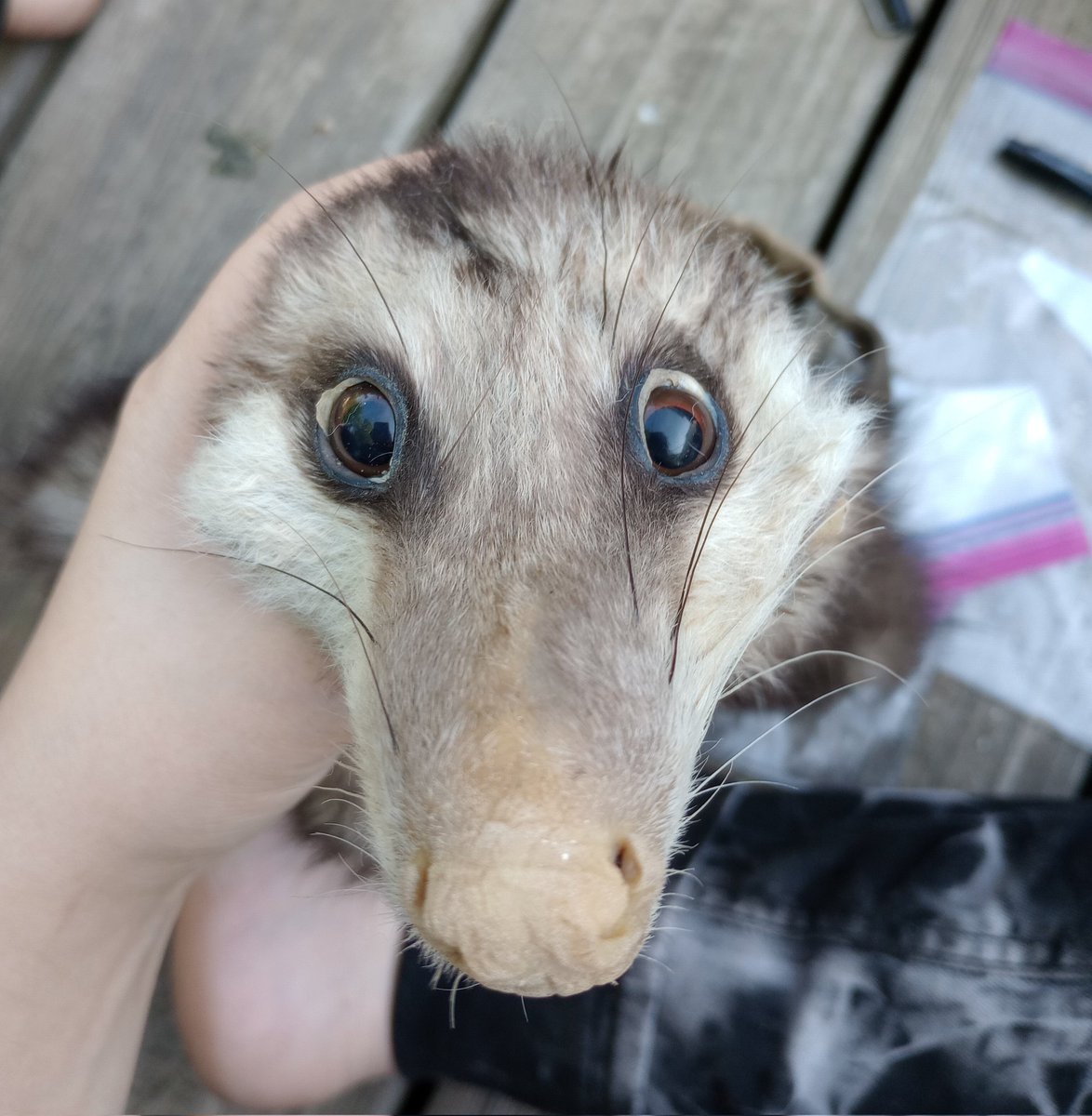 Kenny/Toby🩵🩷🤍🩷🩵 on Twitter "Tw// taxidermy / dead animal Update on my