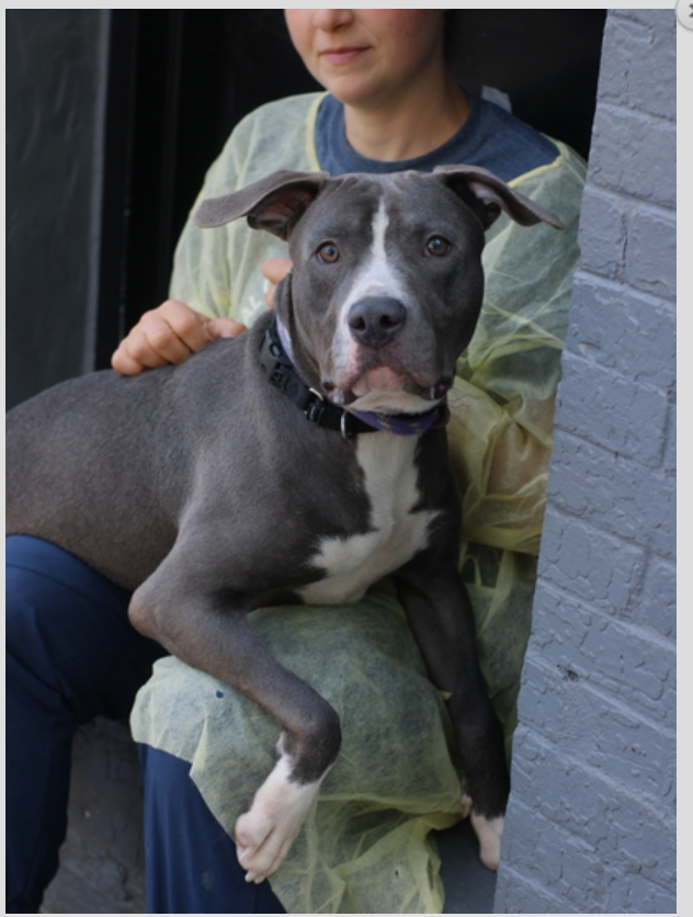 notthesameone2's tweet photo. 🐾1-y/o Rocky surrendered b/c owner says cannot afford. Been w/ owner since a puppy. Social, exuberant, anxious when alone. Friendly w/ strangers, playful w/ dogs. Available to foster or adopt. Loves walks, games &amp; toys. Needs an offer by *6/01* https://t.co/RwWqYqSuTT https://t.co/sYd60QFmk4