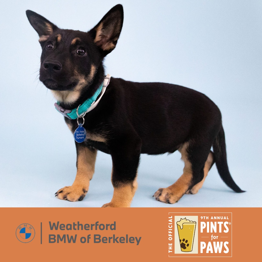 Guiness here barks thanks to Weatherford BMW of Berkeley for sponsoring Pints for Paws!⁠ Get your tix to this Saturday's beer festival l8r.it/QAeV

#PintsForPaws #dogsandbeer #dogs #berkeley #dogfriendly #craftbeer #fundraiser #berkeleyhumane