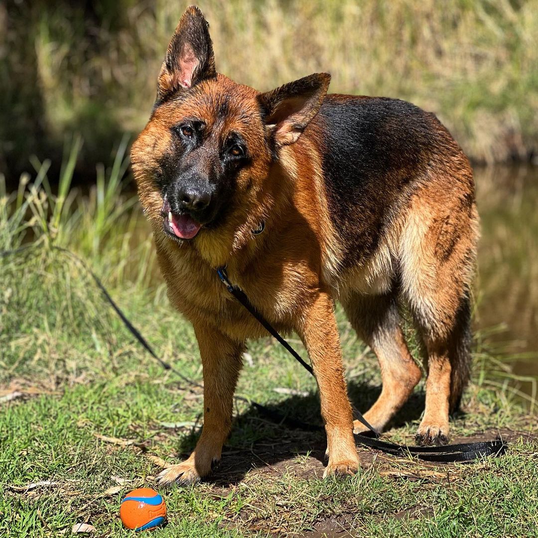 Happy days everyone! 💦
#germanshepherd #germanshepherdworld #germanshepherdlove #germanshepherdpuppy #germanshepherdlovers #germanshepherdsdaily #germanshepherds #germanshepherdsofinstagram #gsd #gsdpuppy #gsdpuppies