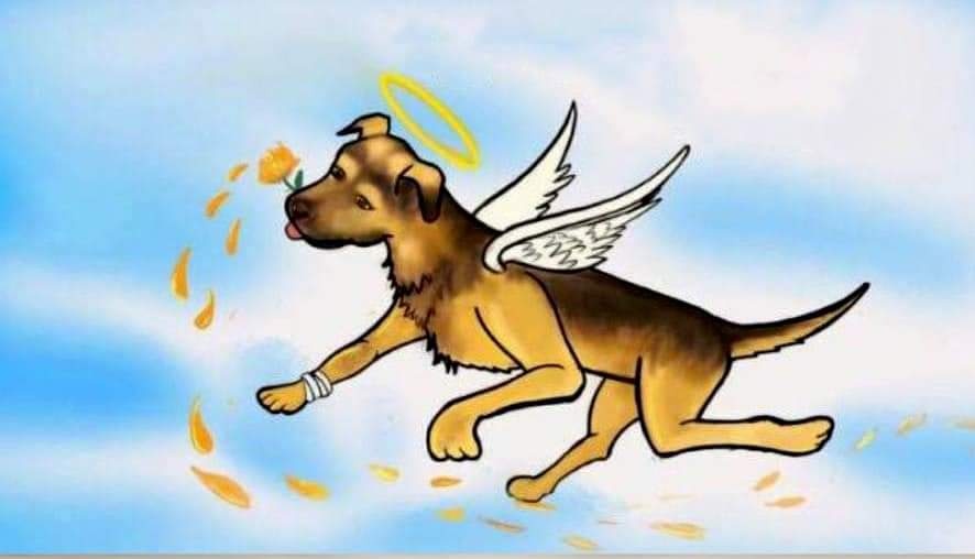 Todo México unido por Benito, el lomito asesinado de la manera más cruel por El Monstruo de Tecámac, aquí no hubo polarización, el reclamo es al unísono y es de todos.
#JusticiaparaBenito