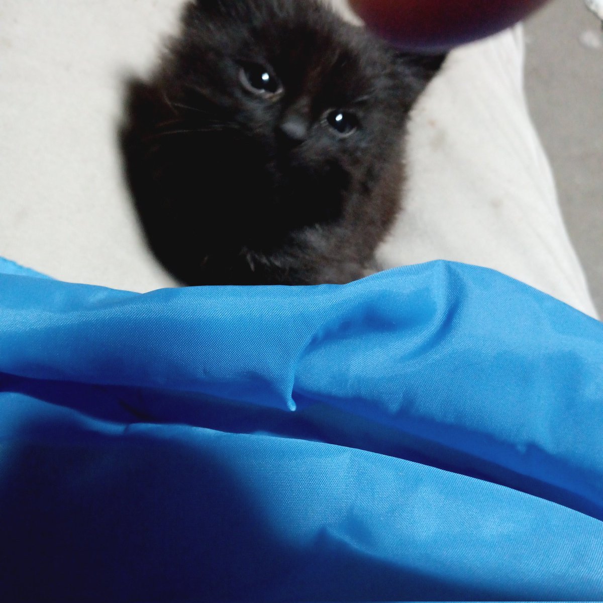 kobesanta117's tweet photo. @mitumame_cat すっかり家に馴染んで幸せになって嬉しいです。これからも宜しくお願い致します。 https://t.co/z5DlGxahYY
