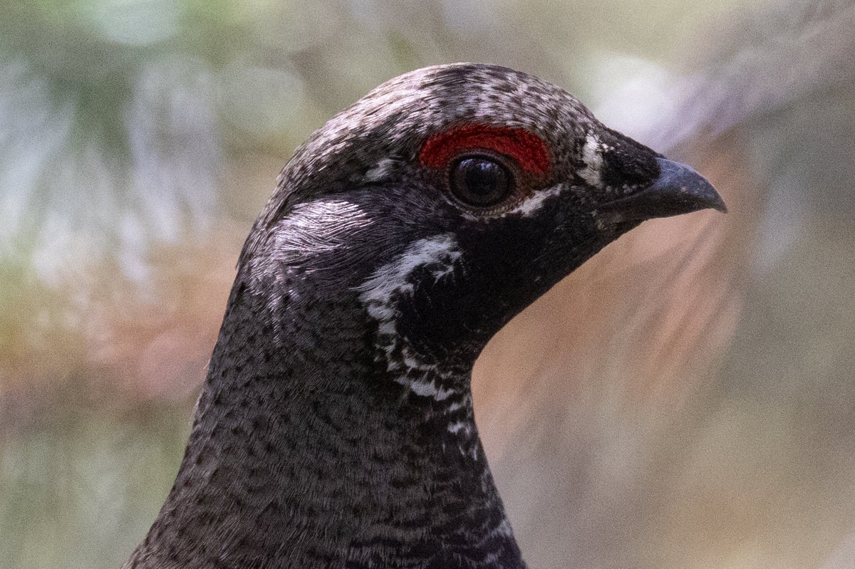 Spruce Grouse on the Stswecem'c Xget'tem, BC Cattle Company bioblitz in BC's Cariboo region.