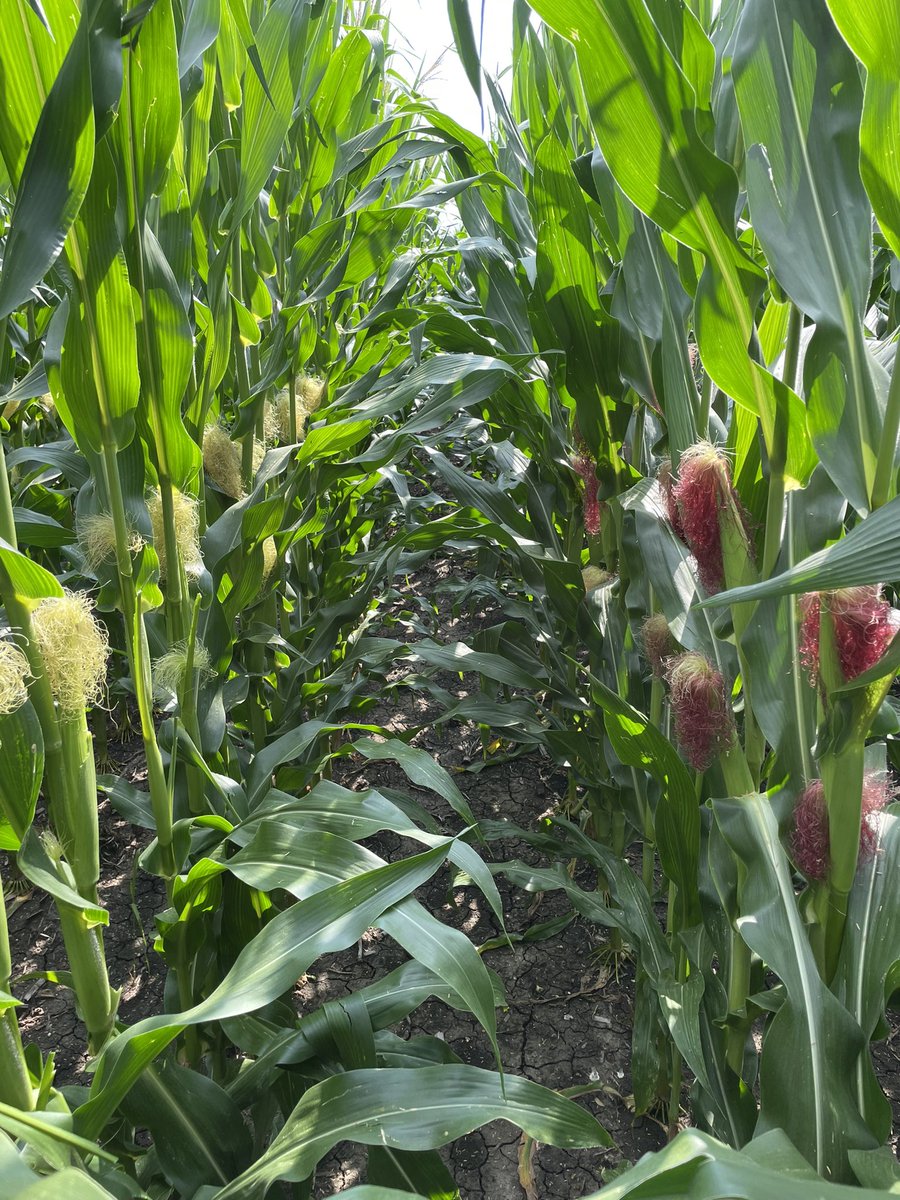 Travis Courtney tweet media