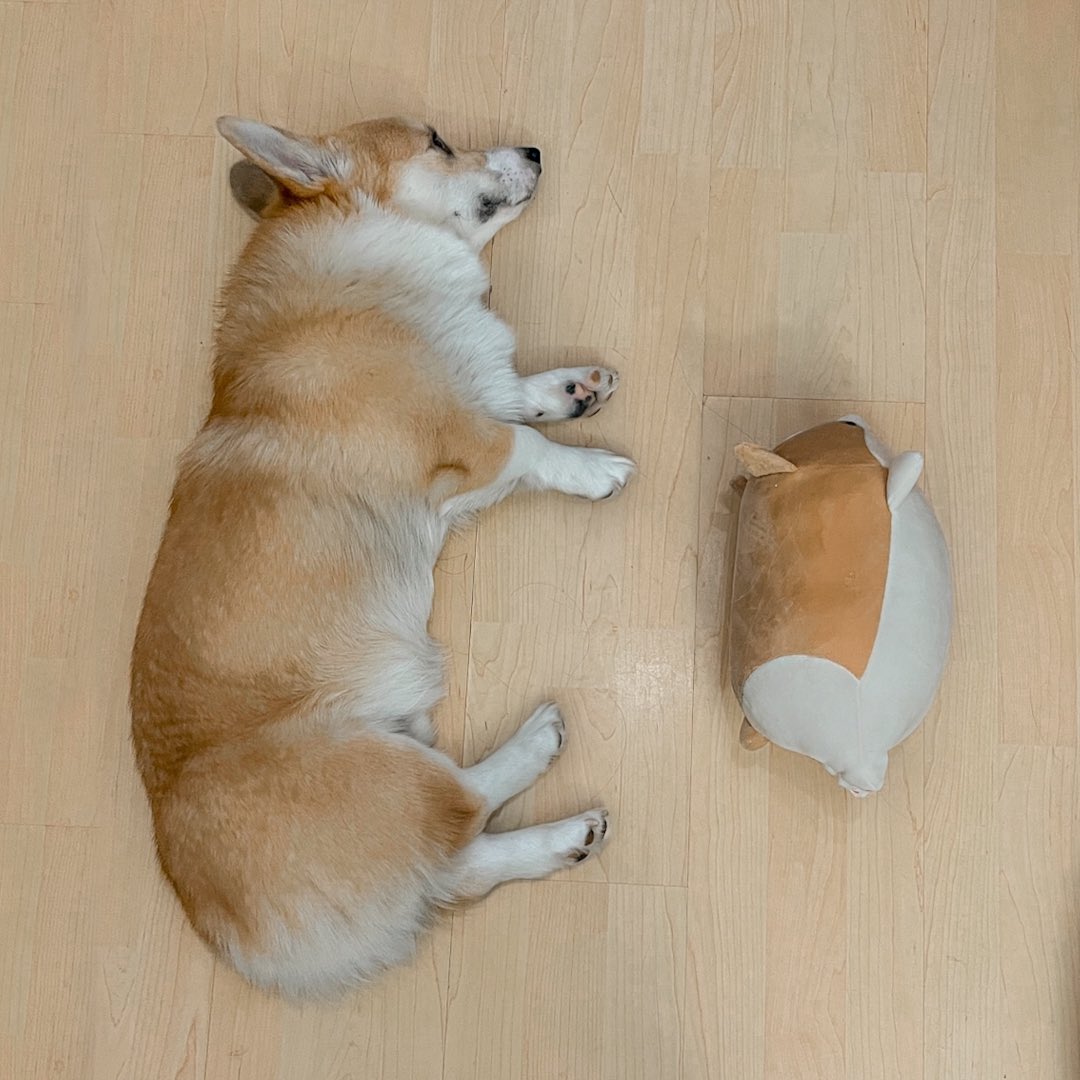 Moka the Corgi tweet media