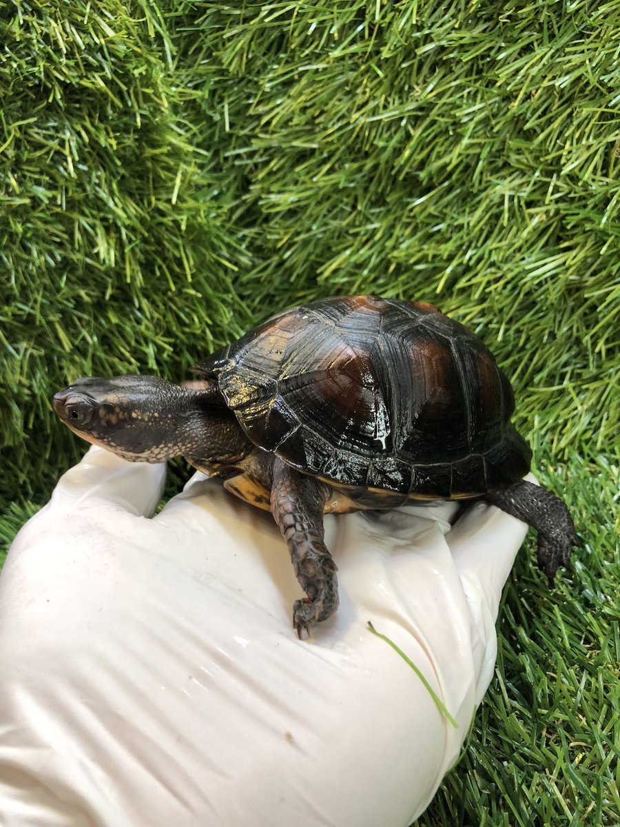 Land_mark_jp's tweet image. メタリック塗装で仕上げたフィギュアではありません😆

#Terrapene carolina carolina