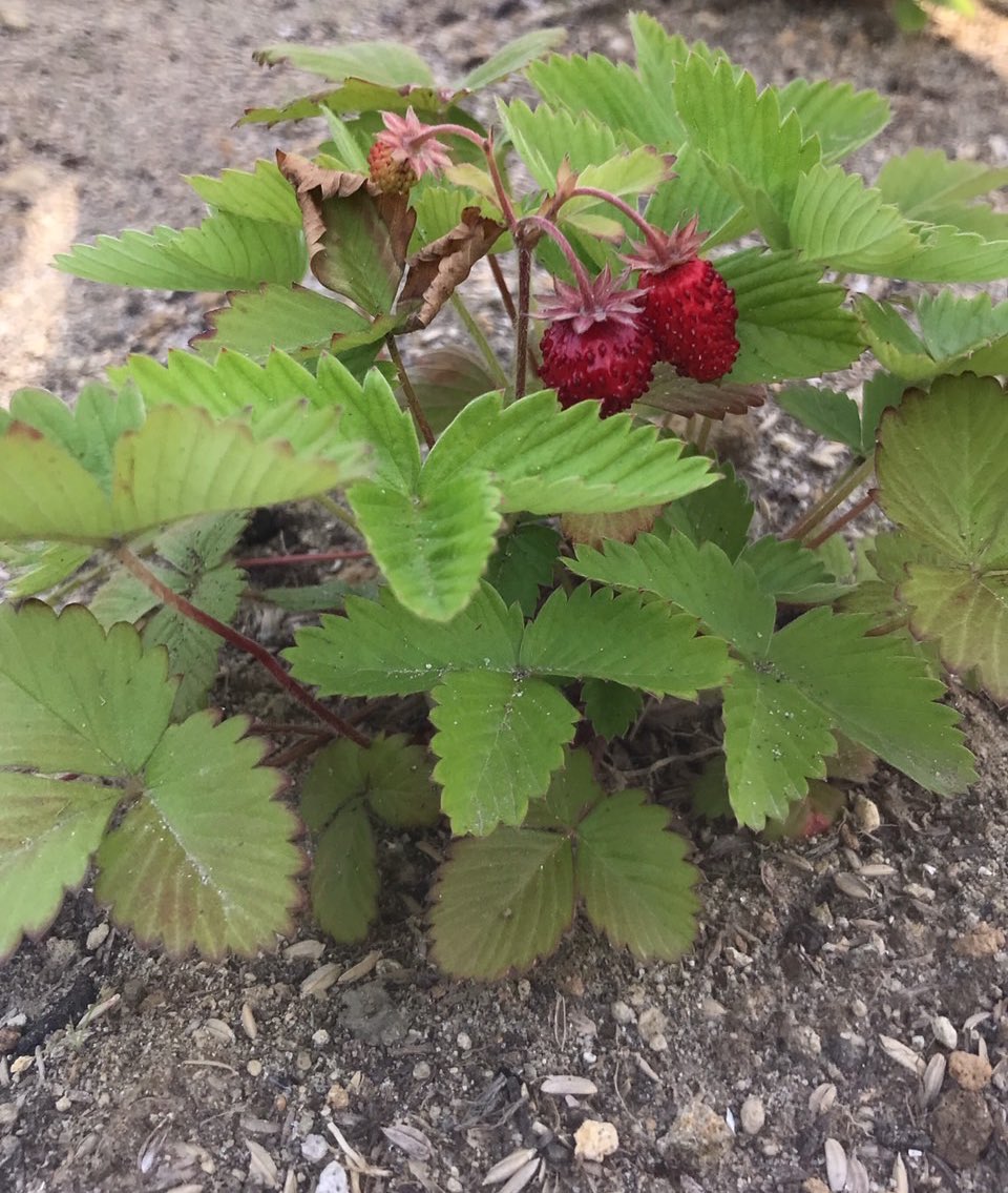 GoodBear_168's tweet photo. いちごできた🍓
#ワイルドストロベリー #ガーデニング https://t.co/37sC49ATb7