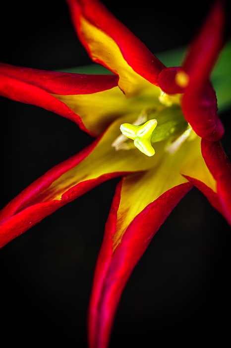 AOV_Photo's tweet photo. New artwork for sale! - "Flame Bright" - https://t.co/cenj0NqQ9L @fineartamerica https://t.co/FP36REntU7