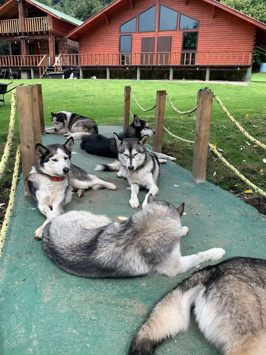 Falleció su humana, tenía 16 huskies🐺, ADOPCIÓN RESPONSABLE. Son súper bien portados y saben estar en transportadora los usaban para rehabilitar perritos (están en cdmx) INFO: Nadia al 5543660921