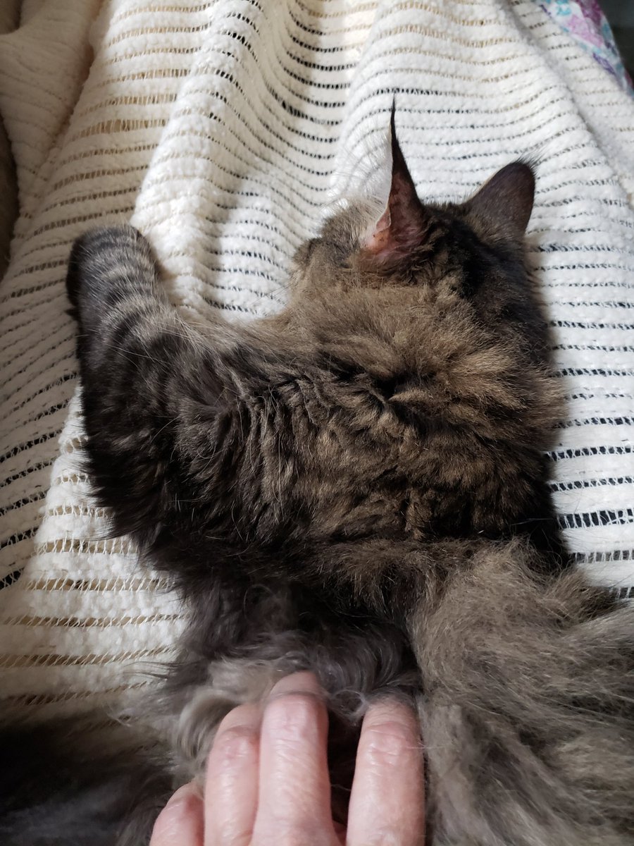 PeaceLoveKimchi's tweet photo. Phone is ringing, husband ignoring it but I'm sorry, I have a cat on my lap in indisposed.
#CatsOfTwitter #catsrule #humanminion https://t.co/KV3T9X1Hpc