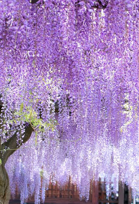 NCckY0iRwEkTdAV's tweet photo. おはようございます😊

清々しい空気が心地よい曇り空
の朝です✨

Thank you🌸
I hope you have a wonderful day

皆様にとって笑顔溢れる素敵な
１日になりますように🌼🌷🌺 https://t.co/cXKJT0Qg5P
