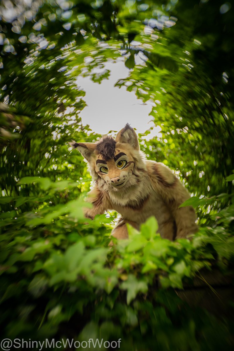 ShinyMcWoofWoof's tweet image. Be cautious! I saw some wild cats preying around these woods ! 

More photos i took at #fwh / #furryweekendholland2023 

🟧🟪 Cat : @Werikane 
Lynx: @eartufts 
Maker: @suzamuri_fur