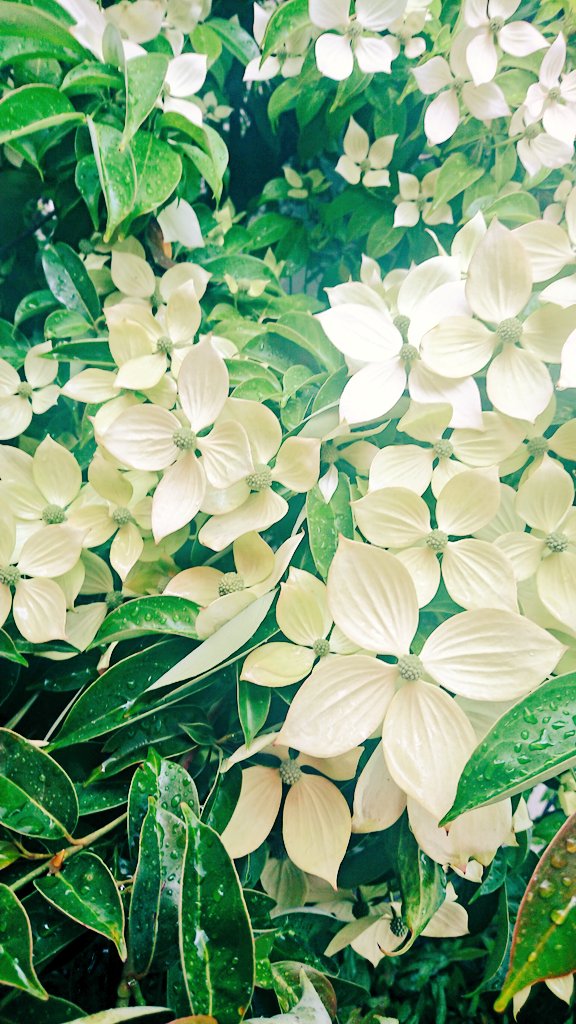 けさもヤマボウシが満開だった！花ウサギがいっぱい!可愛い🥰 https://t.co/lU3uksk30W