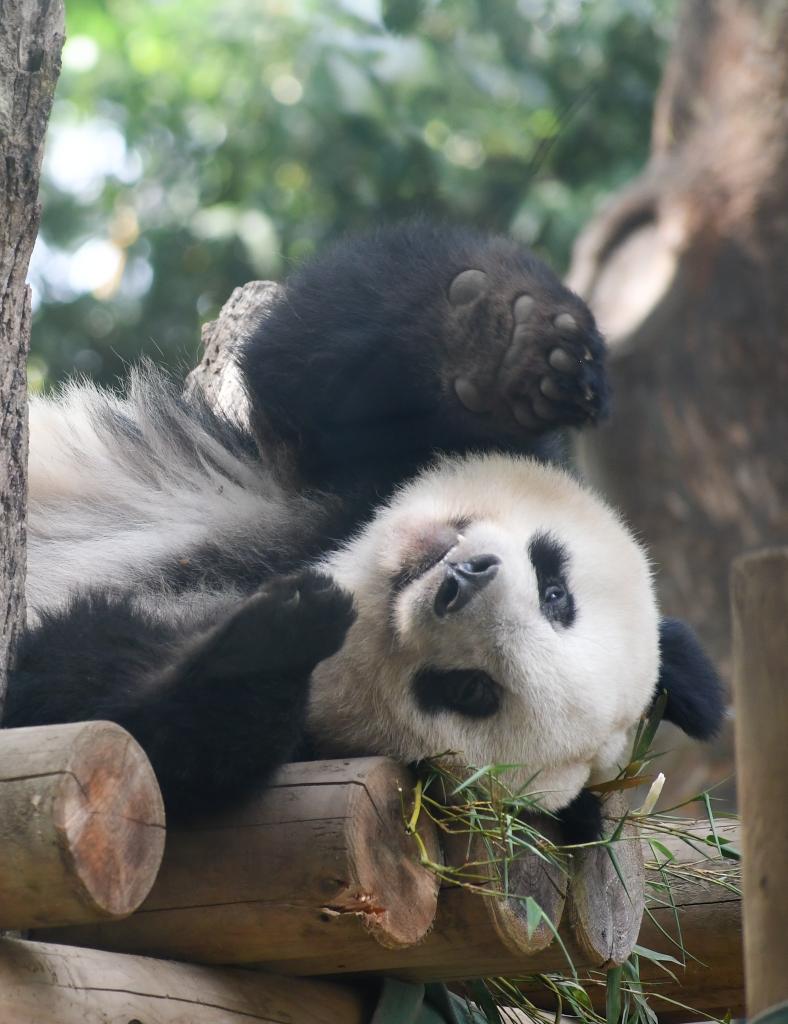 シャンちゃん🍎おはよう
#シャンシャン #香香 #xiangxiang #ジャイアントパンダ #giantpanda