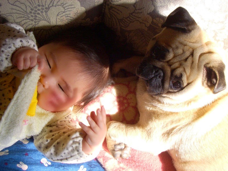 #見た人も何か今は撮れない写真をあげる
牡丹ちゃんはふたばより1年お姉ちゃん犬だったので赤ちゃん時にはよくお守りしてくれました👶🐶 https://t.co/f8F4Jtpuxm