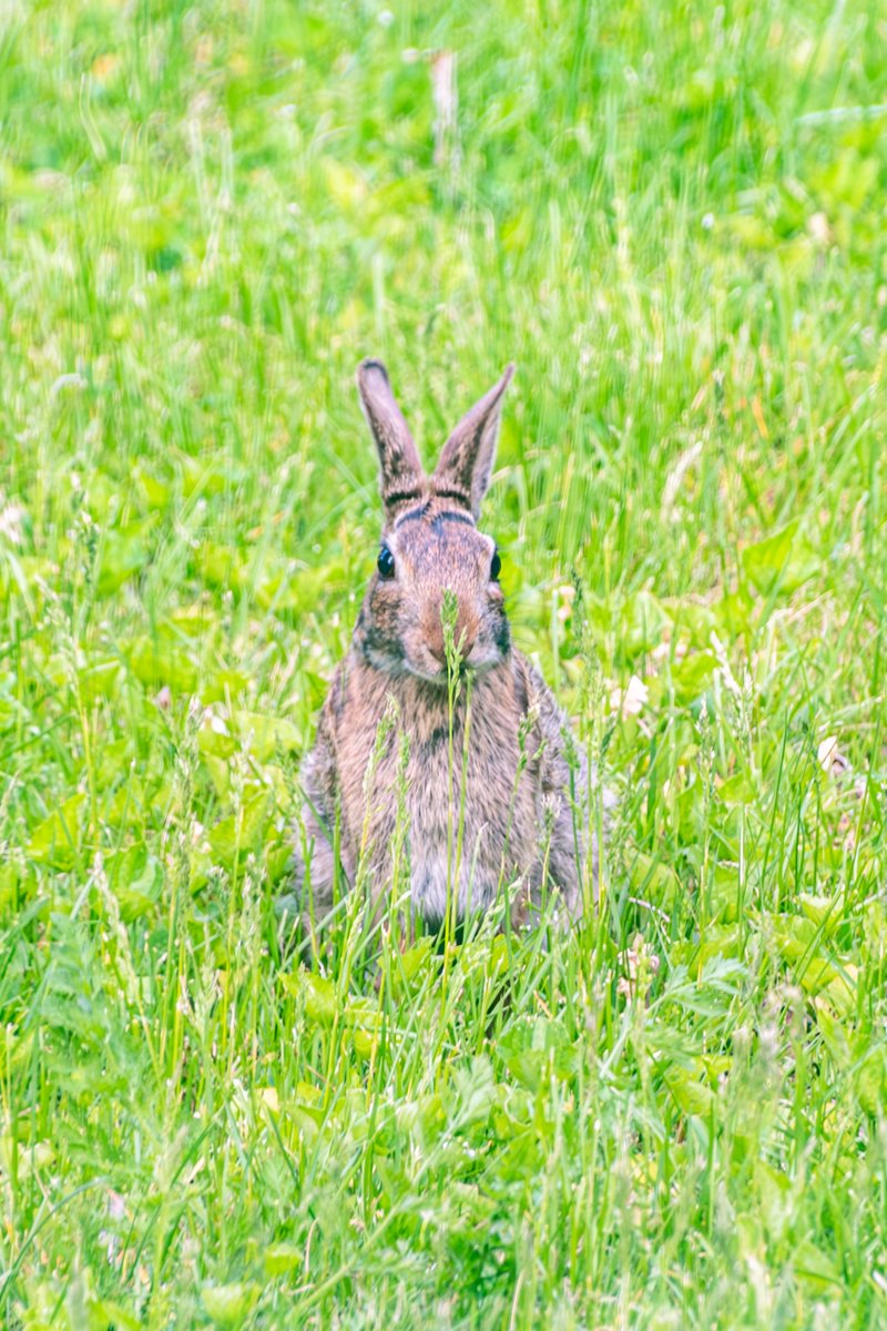 Bunny
#365photodgraphy2023, #potd2023, #photoaday, #everydayphotographer, #photooftheday, #pad2023-150, #nikon, #d7500, #bunny, #rabbit, #interloper, #backyardphotography
