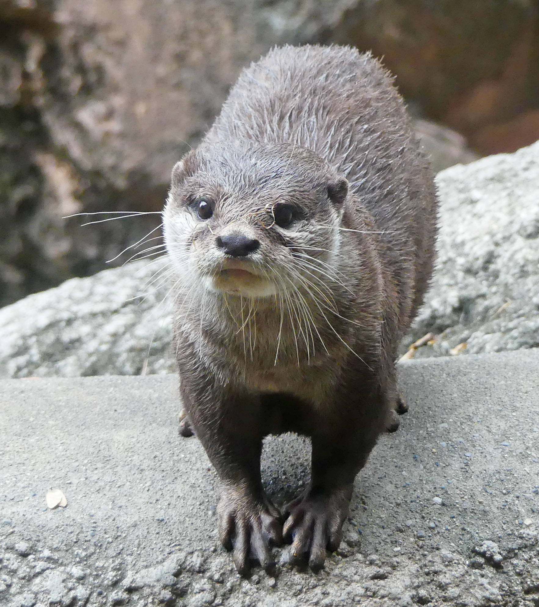 コツメカワウソ 上野動物園［公式］ on X: 