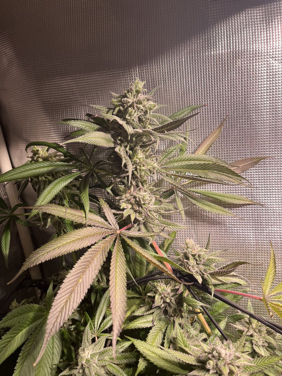 farmbugcoop's tweet photo. Hippy Truffles [cooperatively-grown ganja]. Getting very close to harvest. We’ve been posting her progress on our Insta account. Find us there as well (obvi). 😉 https://t.co/9a6rW3Lr23