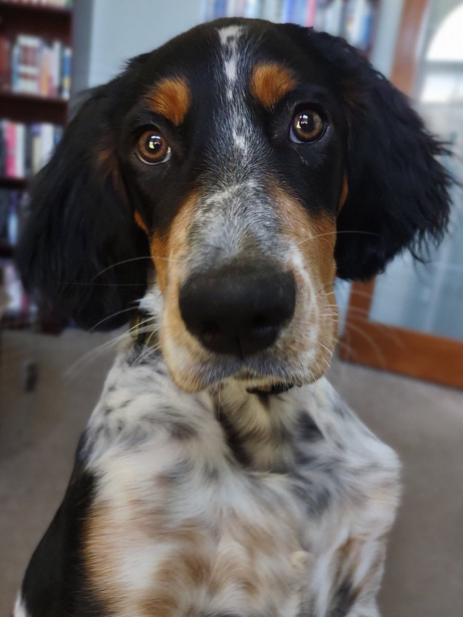 patricksrarebks's tweet image. My brother’s dog must by a TR-onlyist, because this is what he did to his Reader’s Greek New Testament.

#TRonly #textusreceptus #textualcriticism #kjvonly #Bible