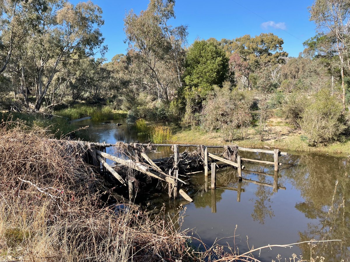 A consultation group from the GB CMA and Taungurung Land and Waters Council has committed to meeting monthly as part of an ongoing partnership agreement to heal country. Last week's meeting was on Country at Hughes Creek....home to nationally endangered Macquarie Perch.