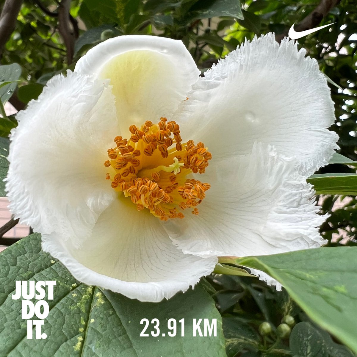 tamakoto55's tweet photo. Have a nice day☁️ & nice running👟
Today’s 🏃🏼:23.9km/ MayΣ:387.0km
I done over 380km🎊:2023Σ:2153km
Today’s 🌸:Kunitachi Tokyo🇯🇵
🏃♂️➡️ #NRC #TATTA #run #ランニング #朝ラン #谷保天満宮 #弁天池 #清水川 #青柳段丘崖 #湧水
🌼➡️ #花写真 #flower #nature #ナツツバキ #沙羅木 #Stewartia https://t.co/sGoilisWKO